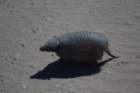 armadillo_small.jpg