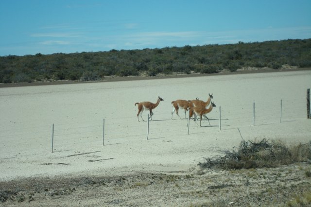 guanaco2.jpg