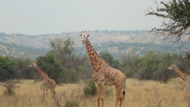 giraffe2.jpg