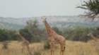 giraffe2_small.jpg