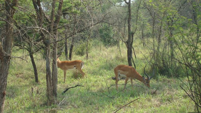 impala.jpg