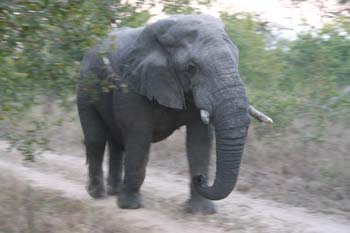 Elefante