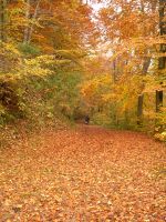 Un bosco in autunno