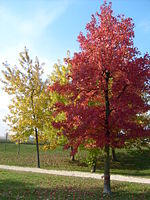 Autunno in un parco veneto