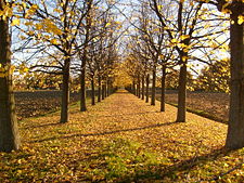 Viale alberato in pieno autunno