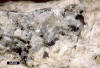 Wollastonite